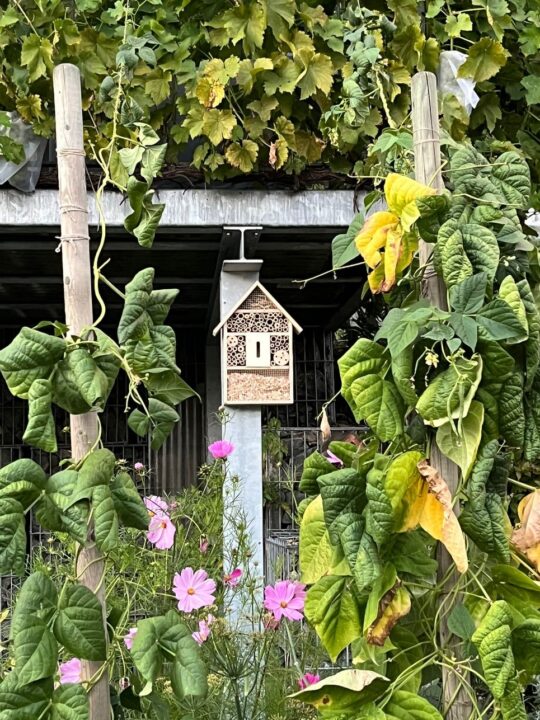 Bienenhaus im Einsatz